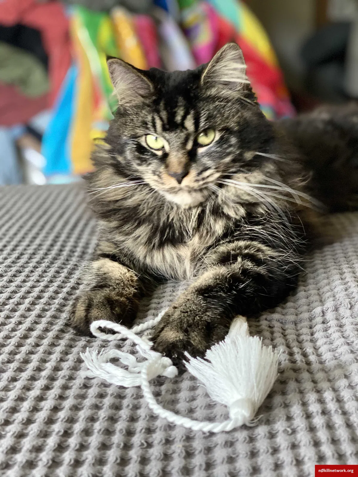 Lost cat in Peabody, MA, 1960
