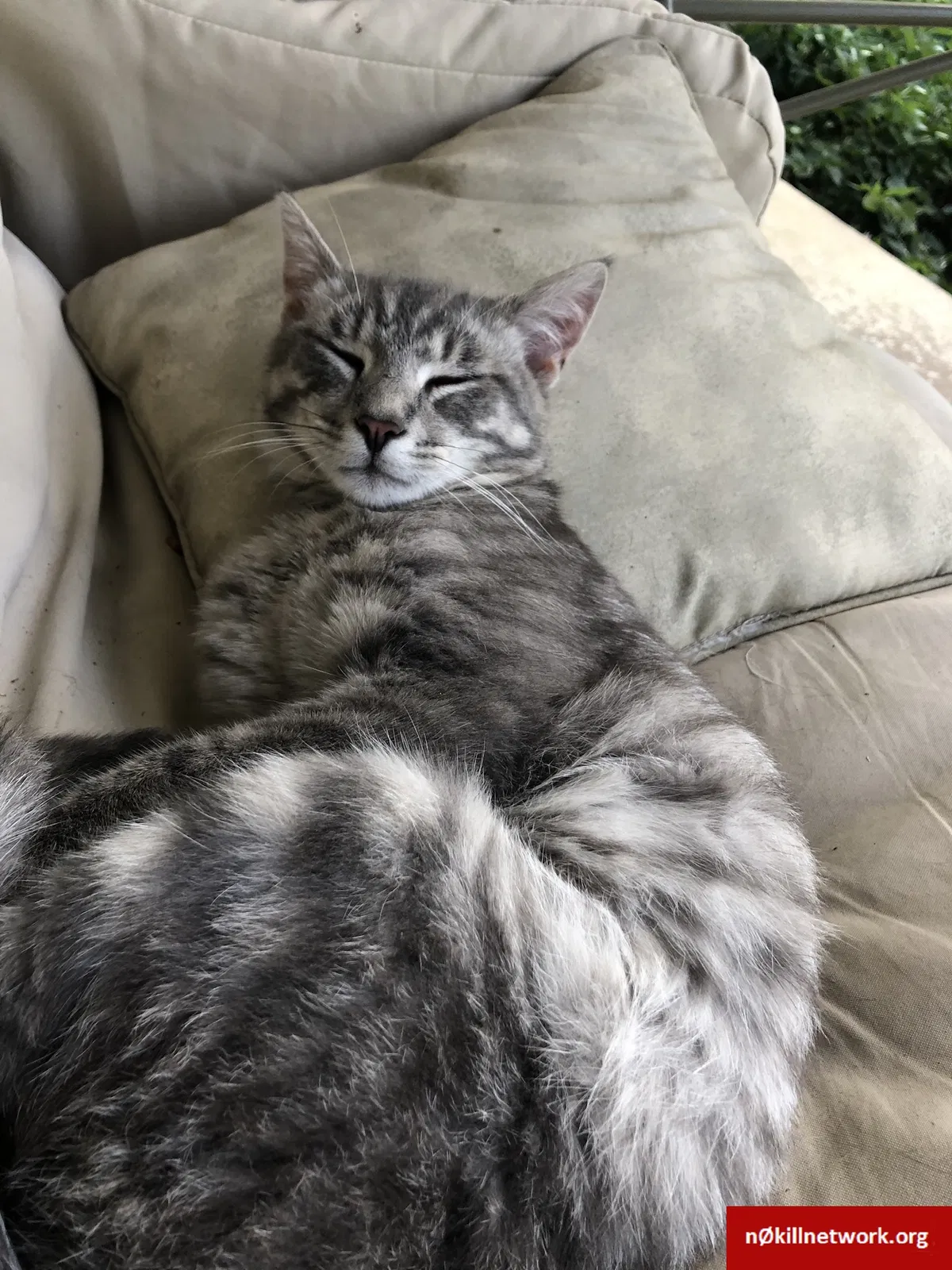 Lost cat in Clayton, OH, 45315
