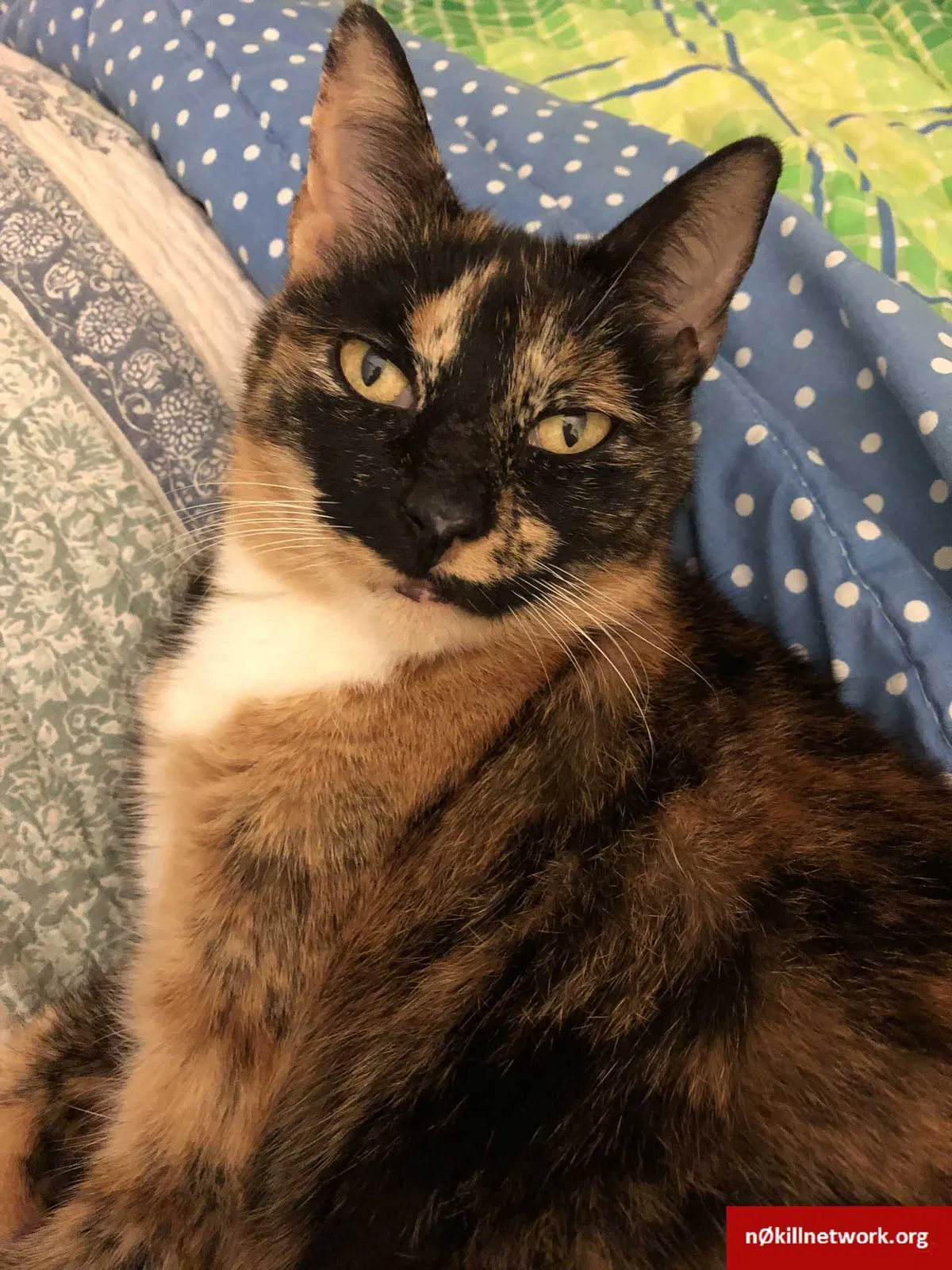 Lost cat in Miami, FL, 33143