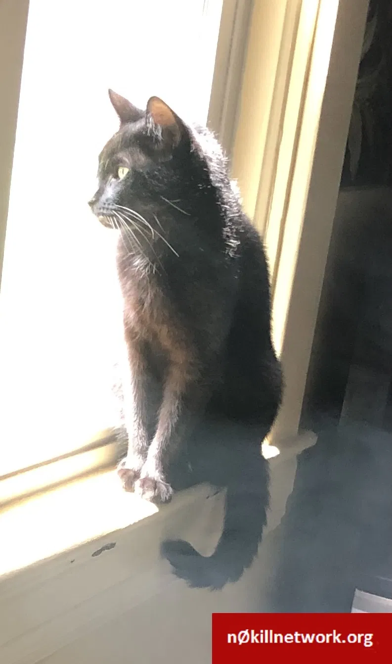 Lost cat in Swanton, OH, 43558