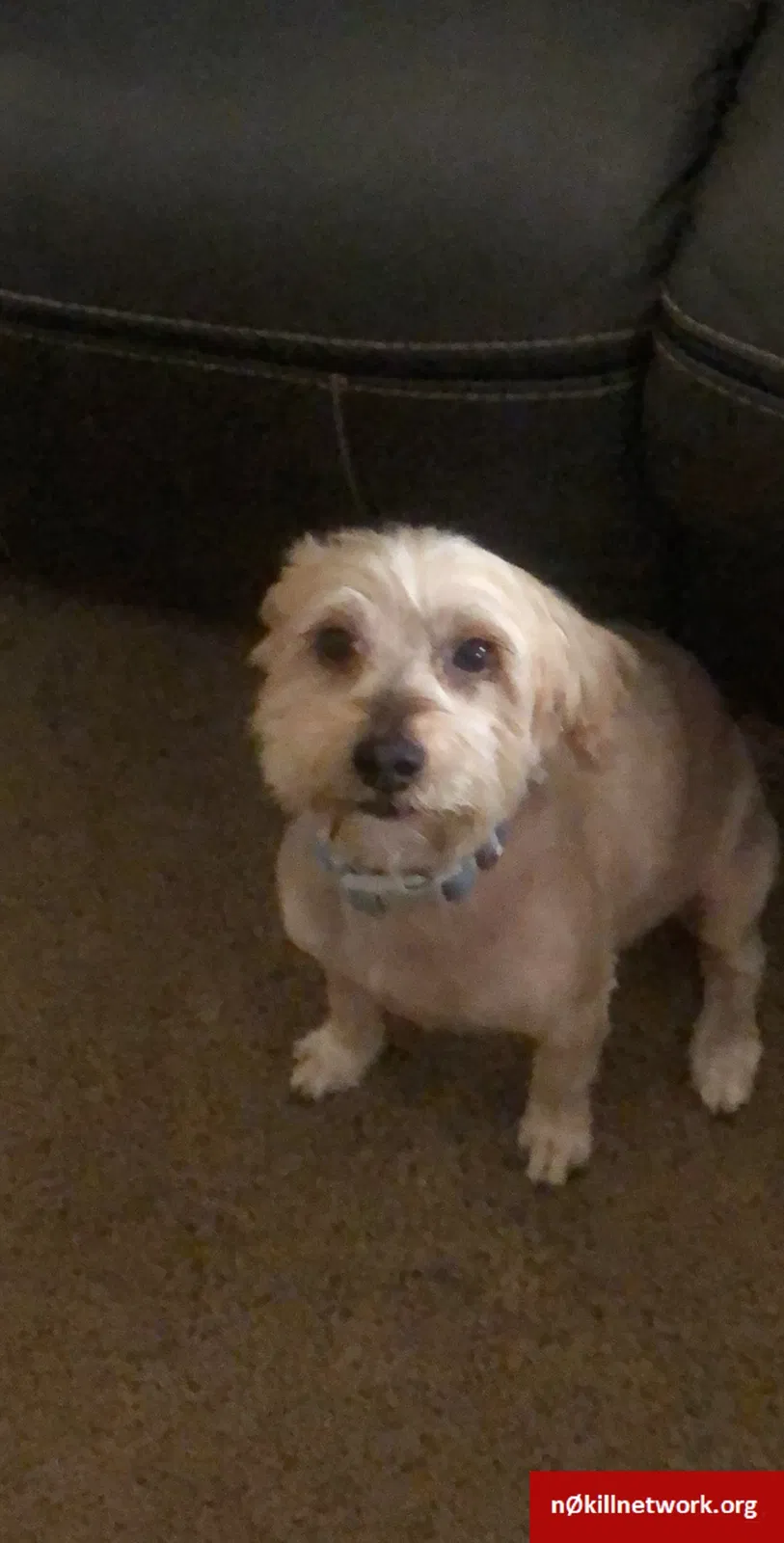 Lost dog in Olympia, WA, 98512