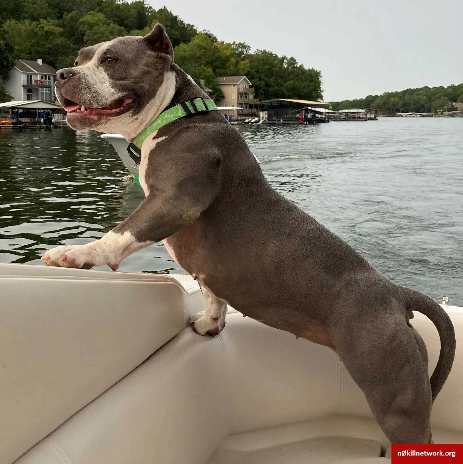 Lost dog in Springfield, MO, 65803