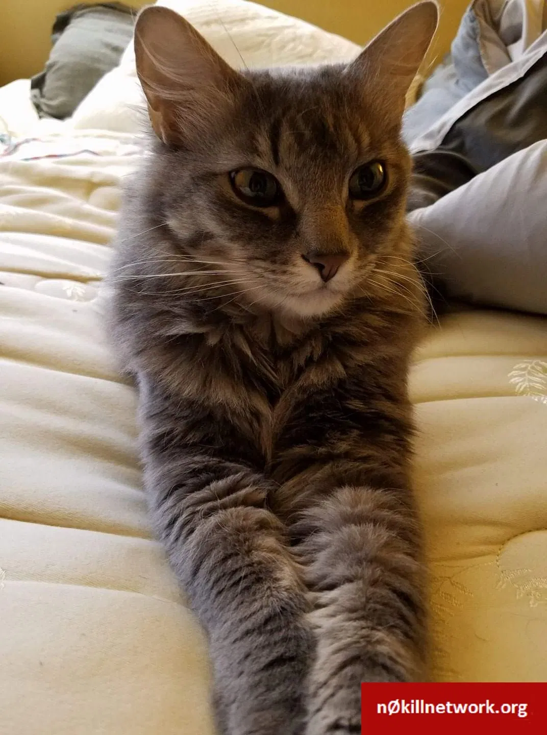 Lost cat in Tulsa, OK, 74114