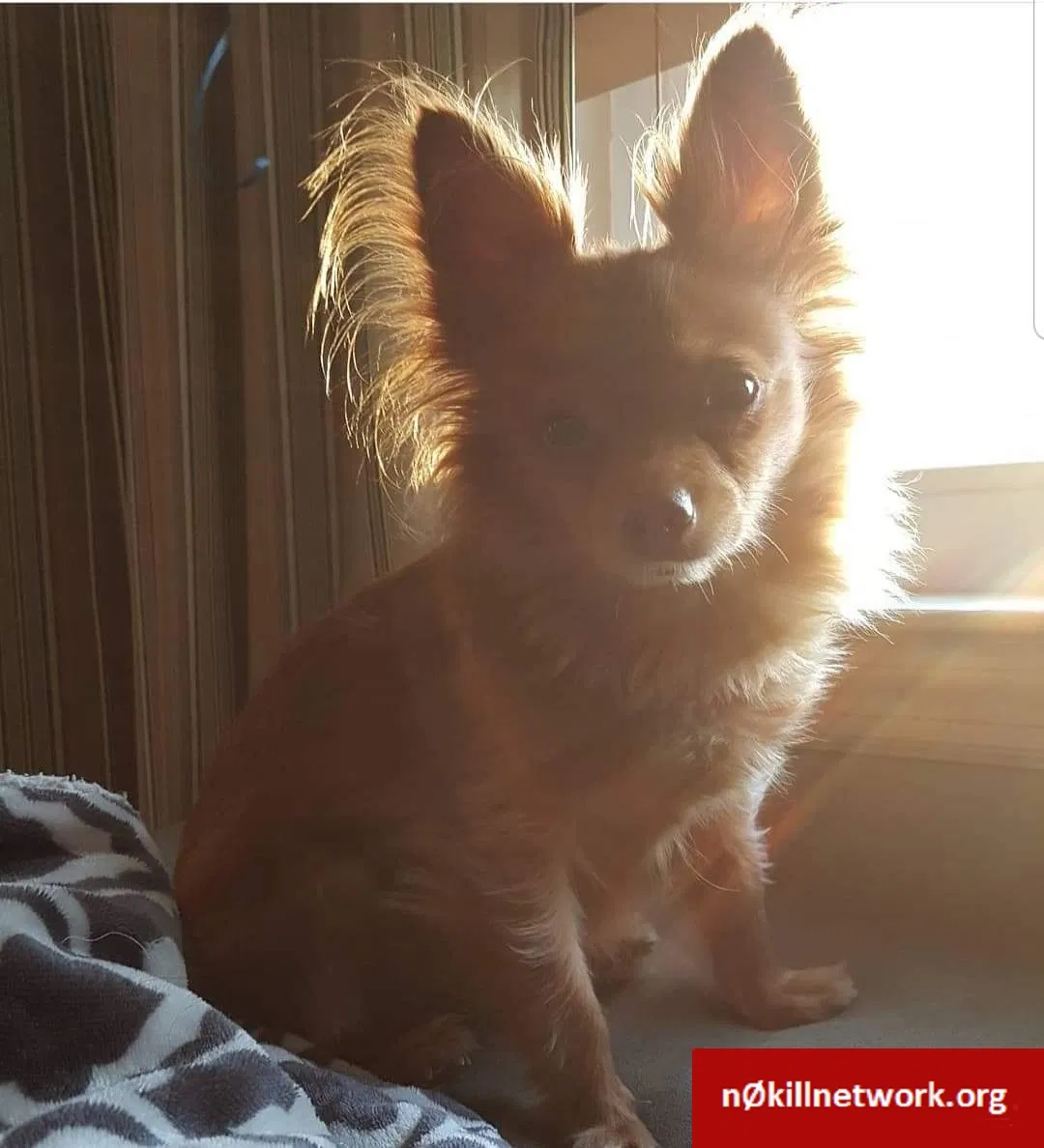 Lost dog in Rossville, GA, 30741
