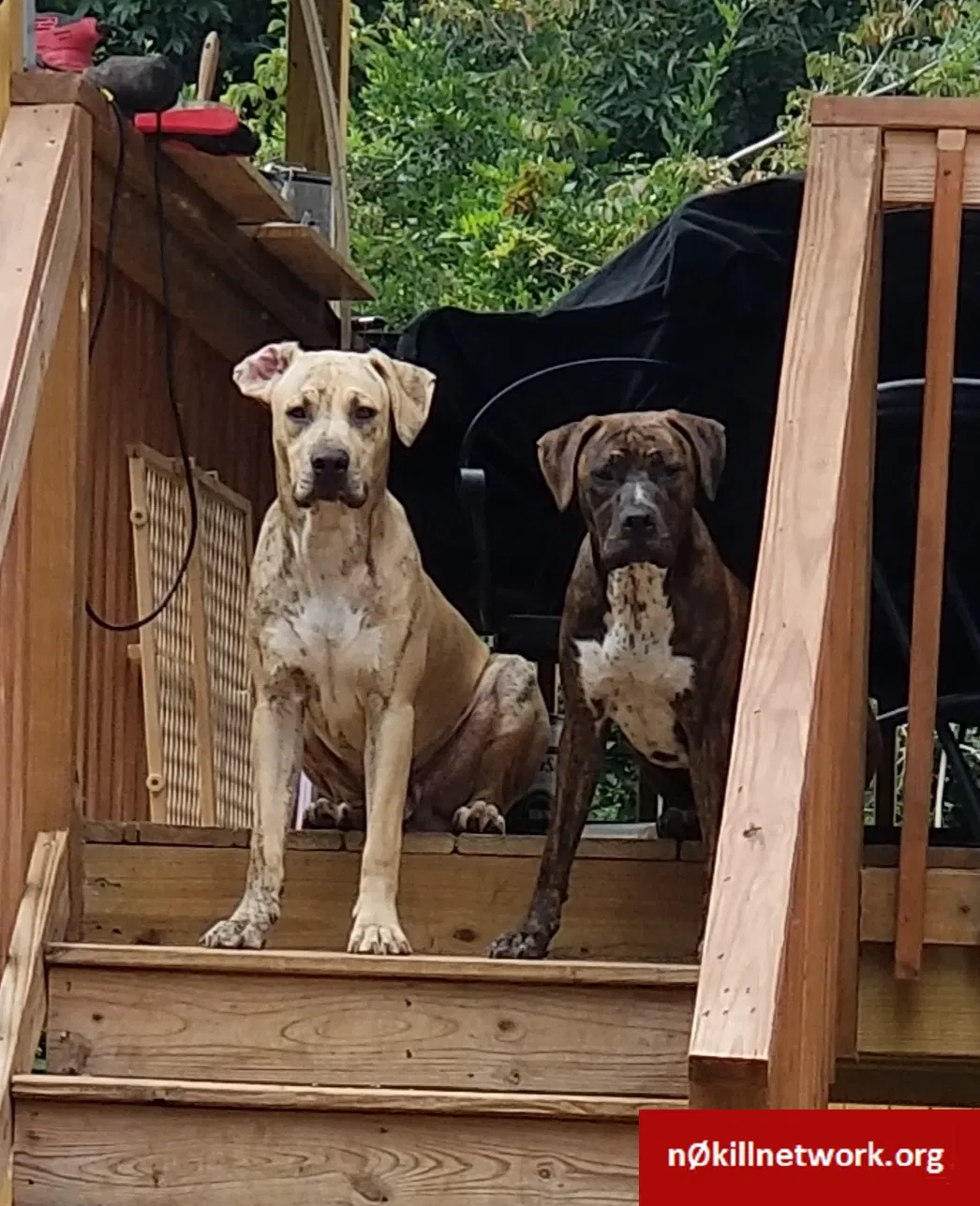 Lost dog in Denton, NC, 27239