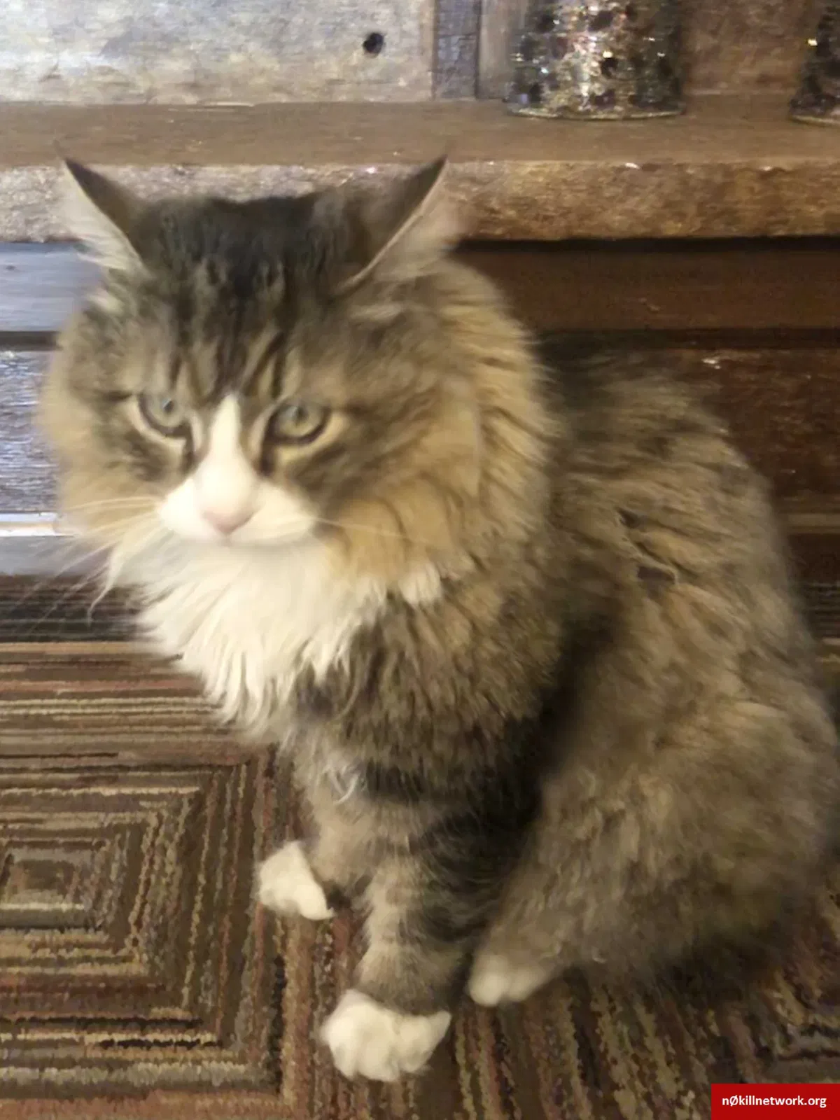 Lost cat in Wading River, NY, 11792