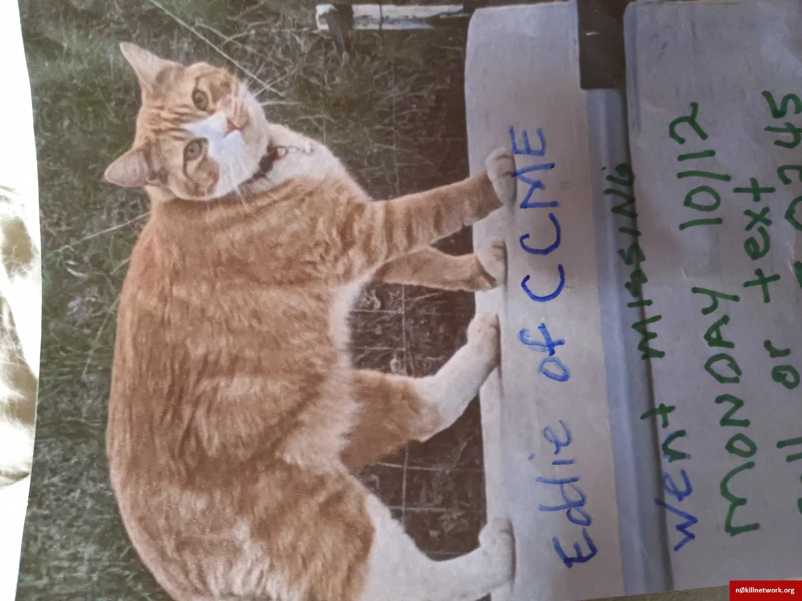 Lost cat in Cripple Creek, CO, 80813