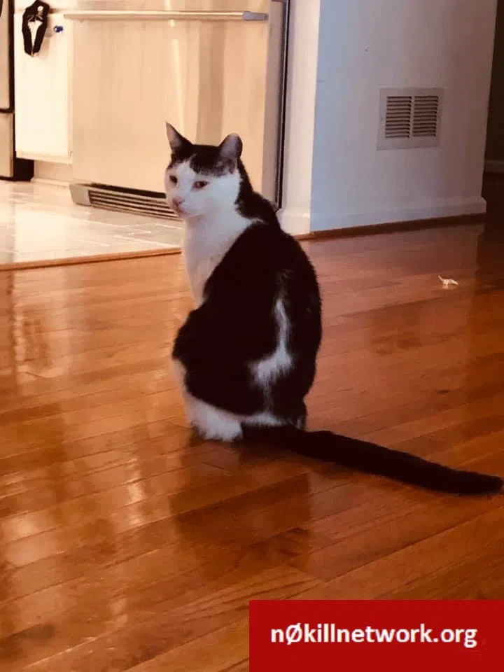 Lost cat in Candler, NC, 28715