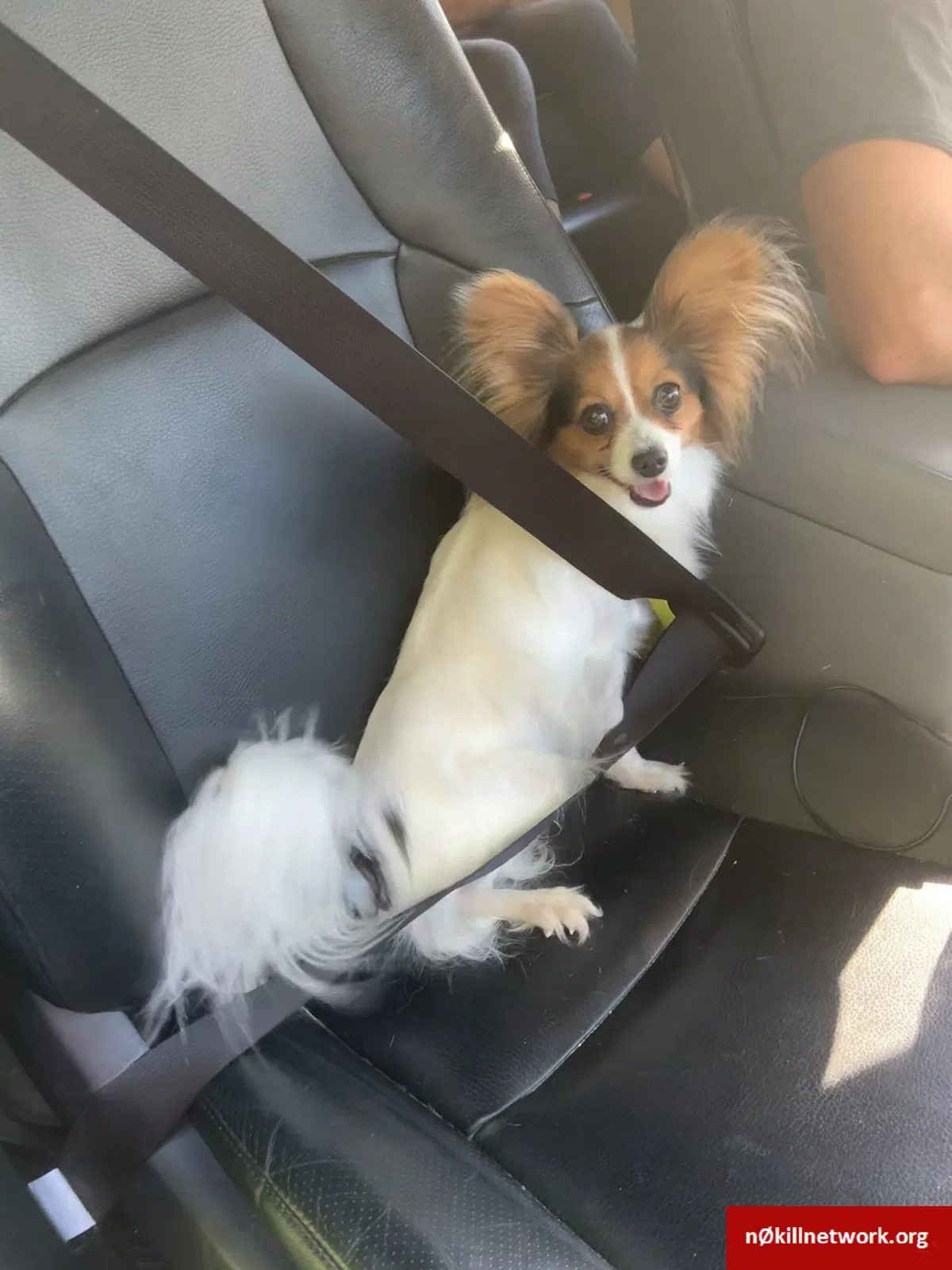 Lost dog in Dell Rapids, SD, 57022