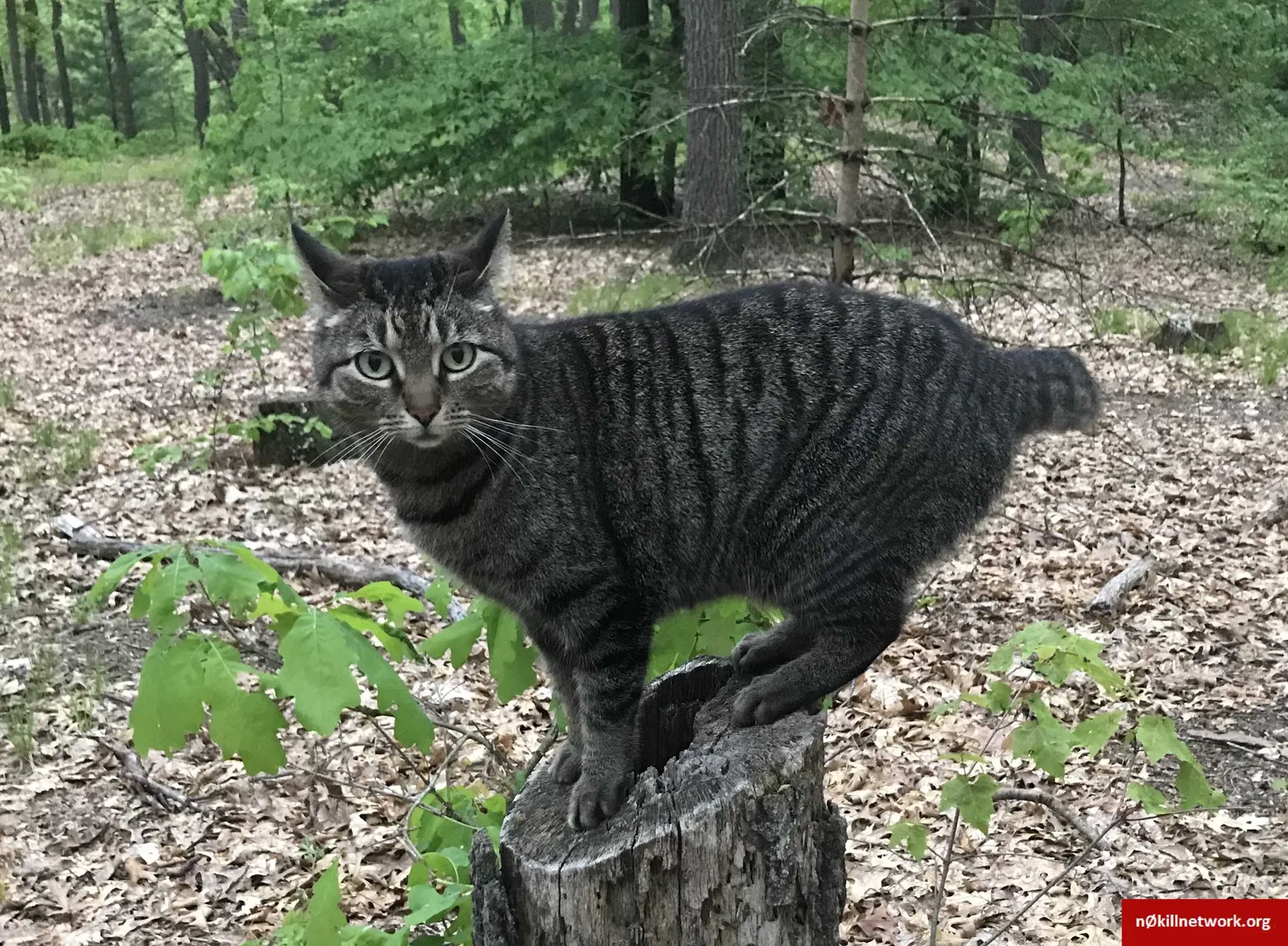Lost cat in Lowell, MI, 49331
