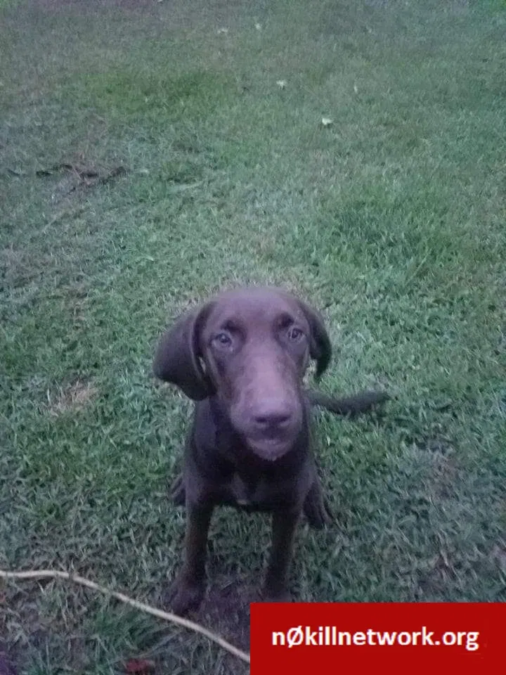 Lost dog in Wilmer, AL, 36587