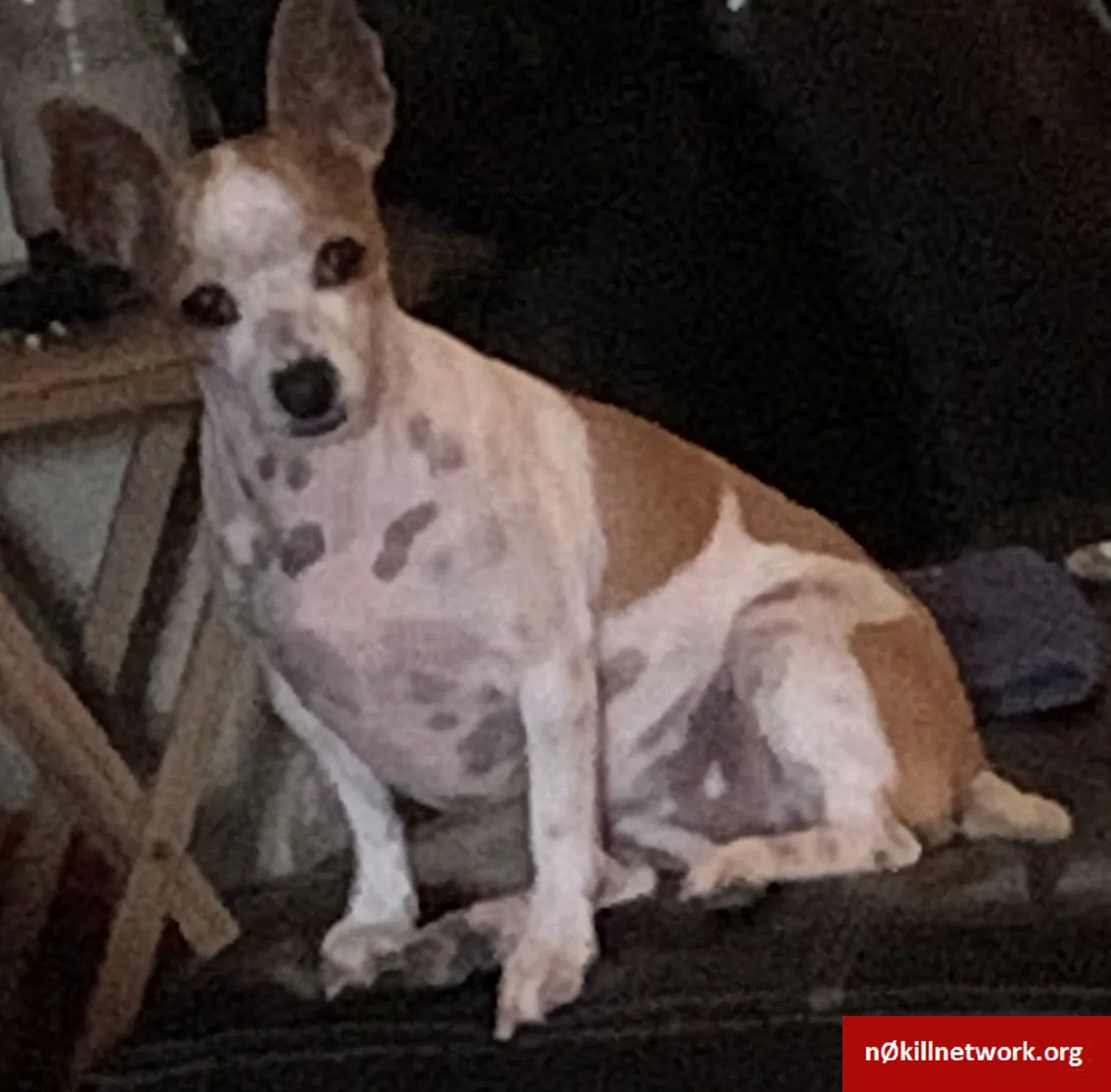 Lost dog in Corpus Christi, TX, 78416