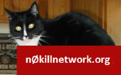 Lost cat in Northbridge, MA, 1534
