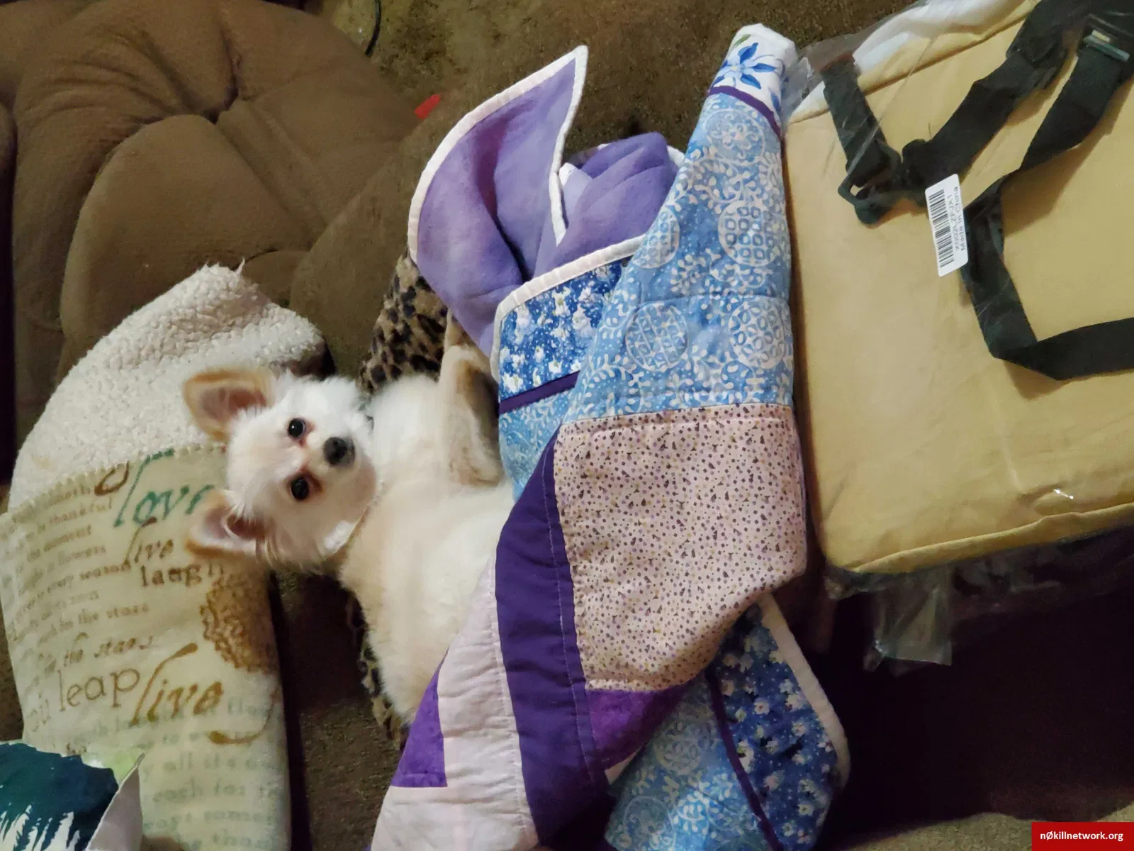 Lost dog in Colorado Springs, CO, 80910