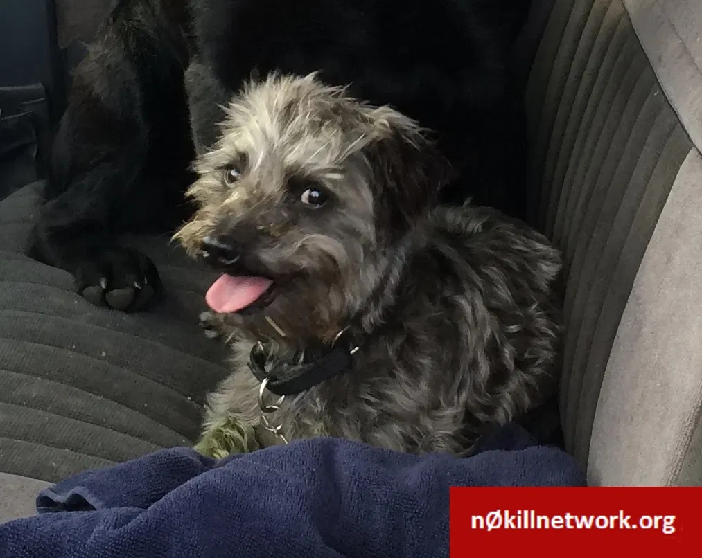Lost dog in Horace, ND, 58047