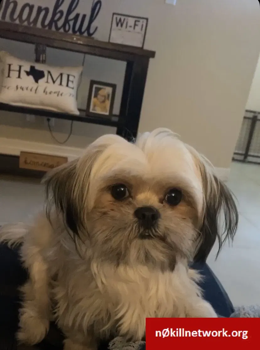 Lost dog in Houston, TX, 77093