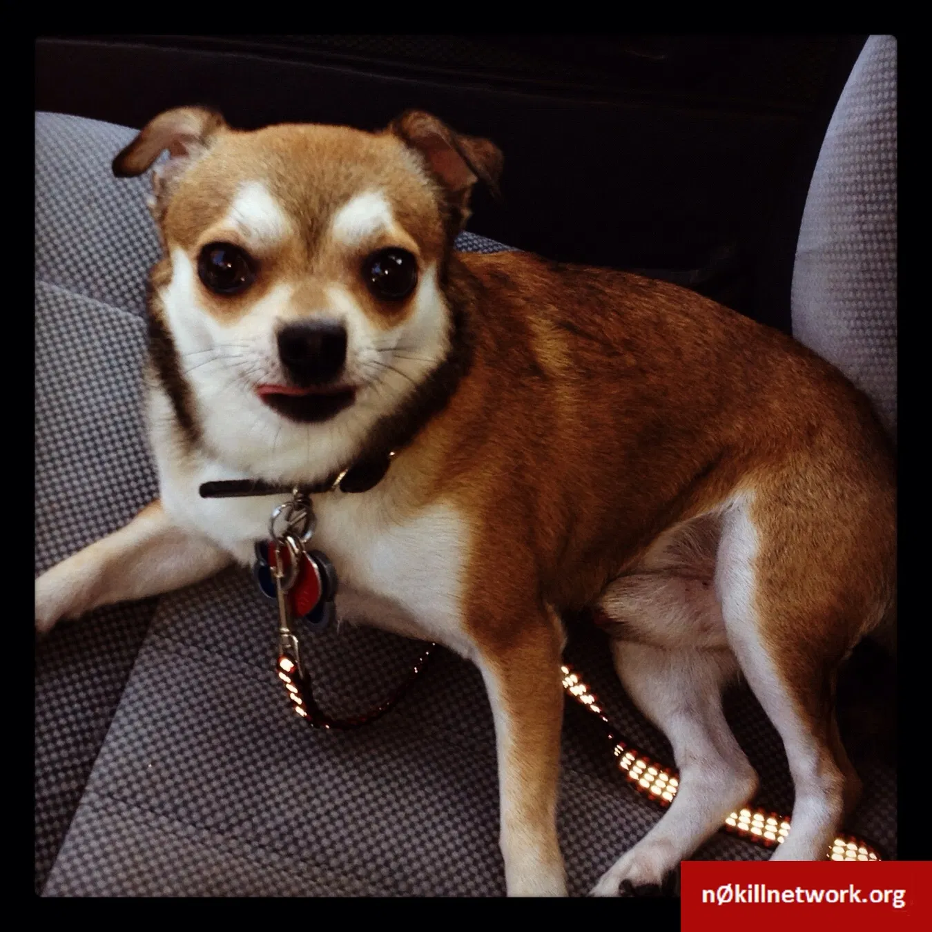 Lost dog in Estacada, OR, 97023
