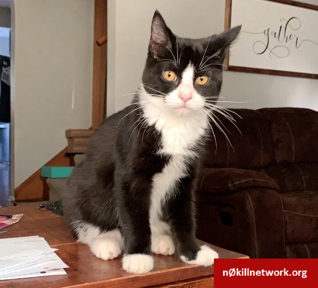 Lost cat in Nitro, WV, 25143