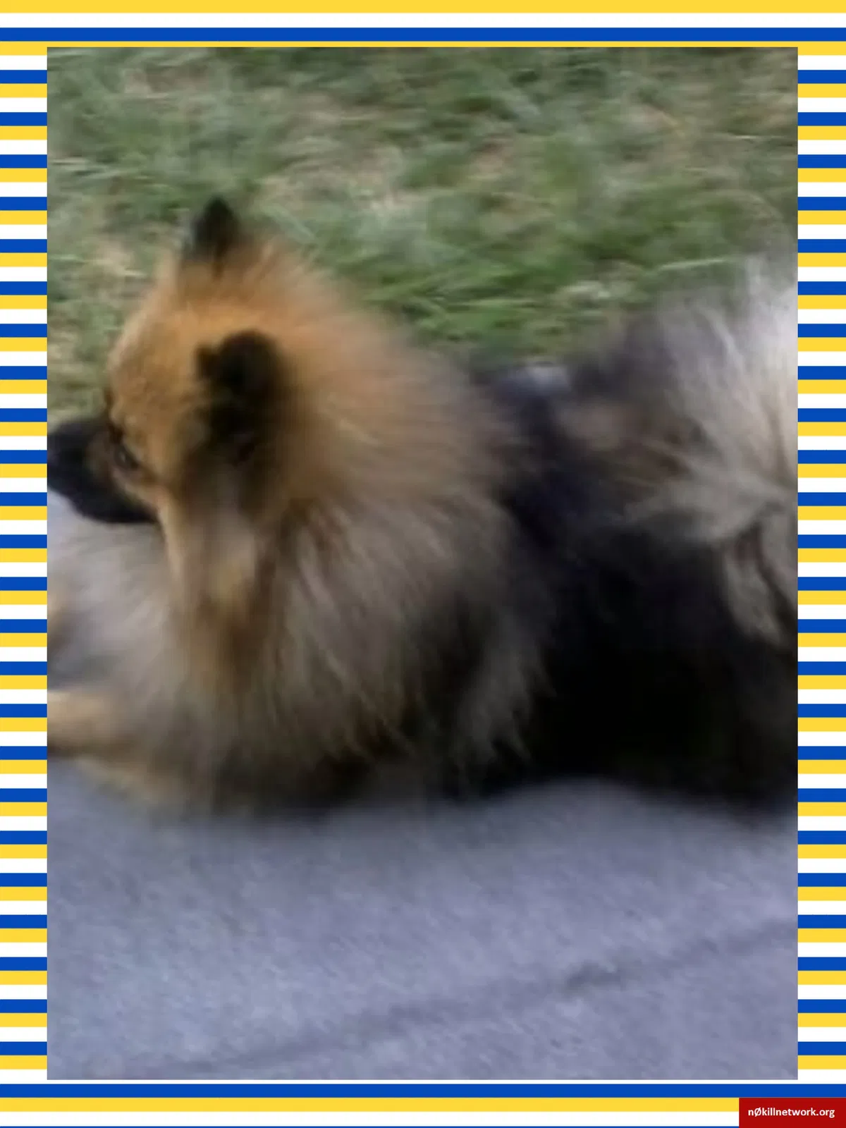 Lost dog in Akron, OH, 44320