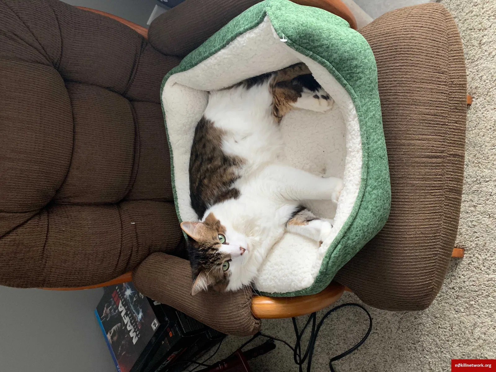 Lost cat in Lakeville, MN, 55044