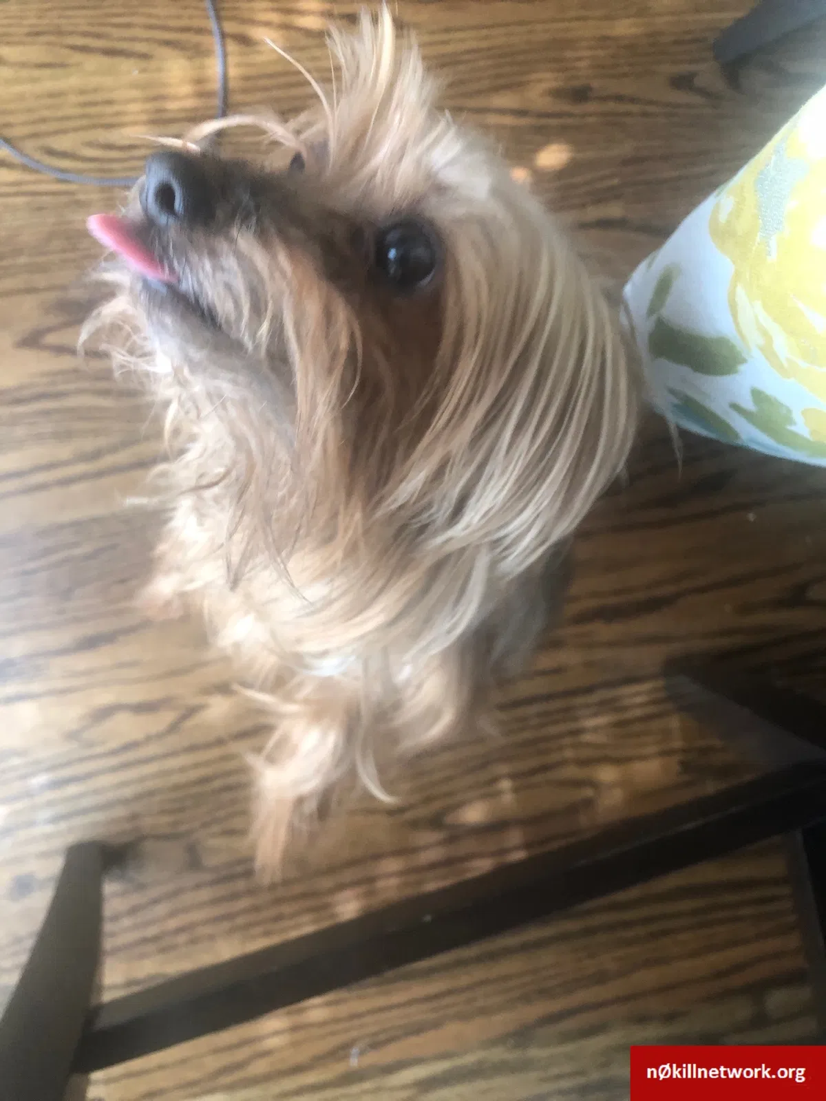 Lost dog in Lawrenceville, GA, 30043