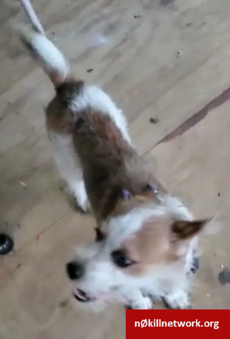 Lost dog in Mineola, TX, 75773