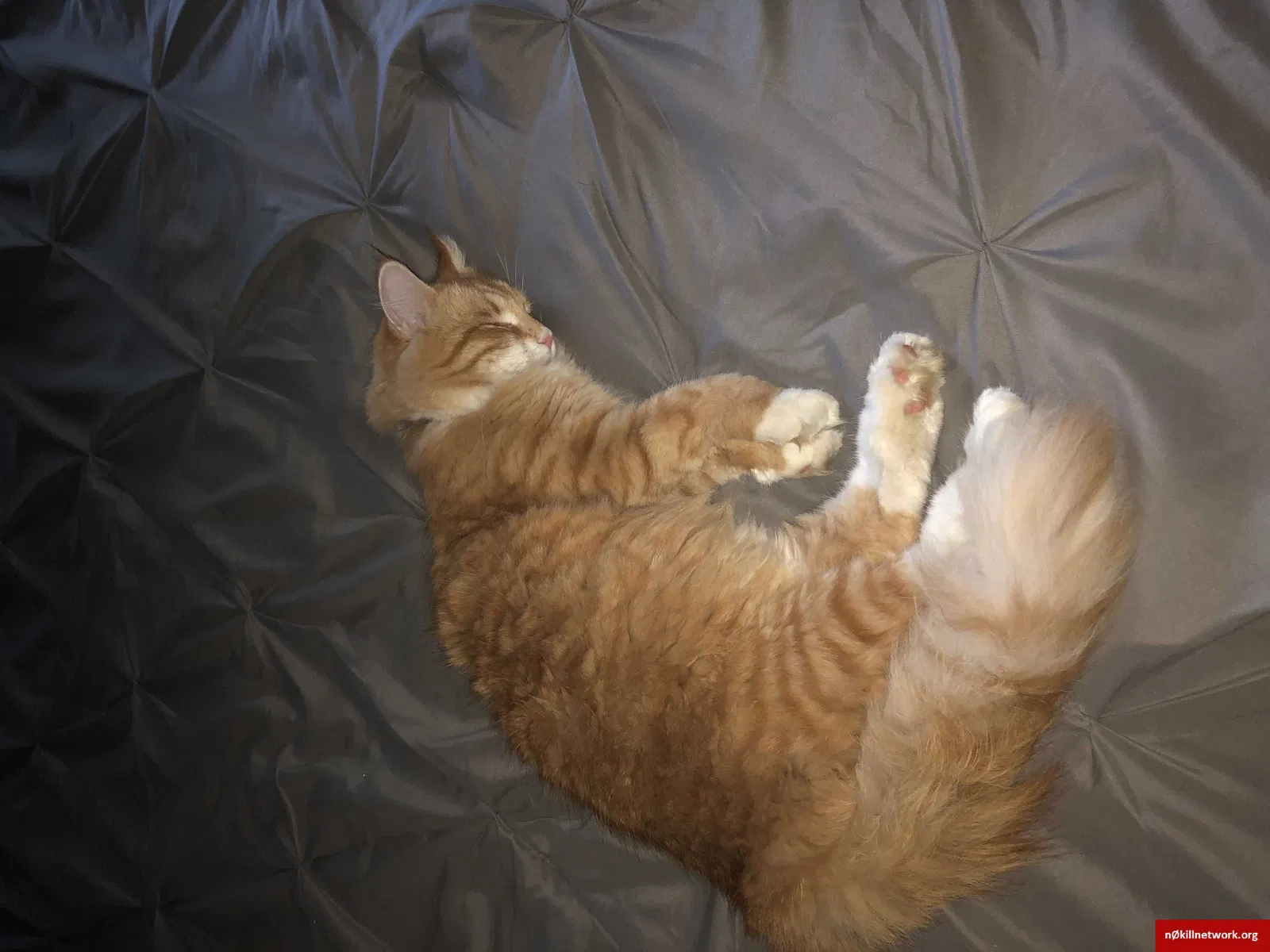 Lost cat in Morrisonville, NY, 12962