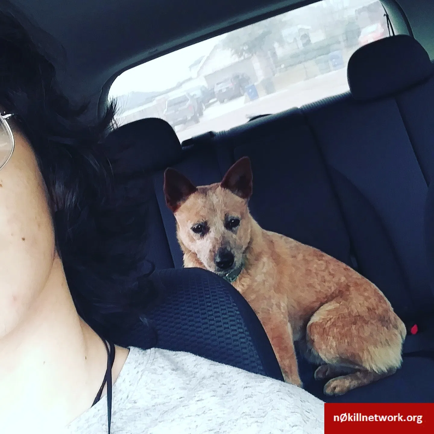 Lost dog in Laredo, TX, 78045