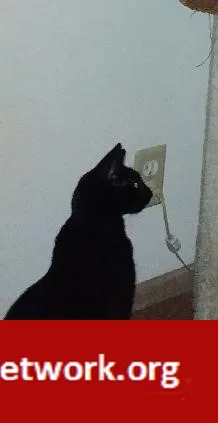 Lost cat in Corpus Christi, TX, 78412