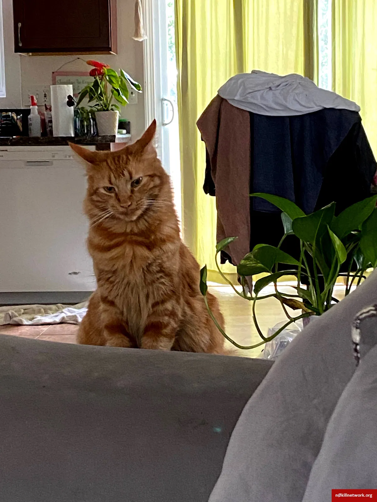 Lost cat in Meriden, CT, 6450