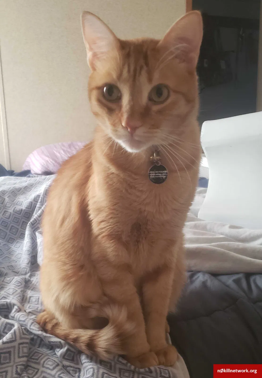 Lost cat in Midland, TX, 79706