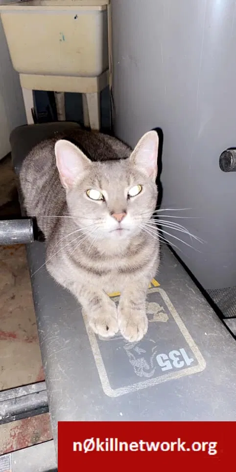 Lost cat in Rittman, OH, 44270