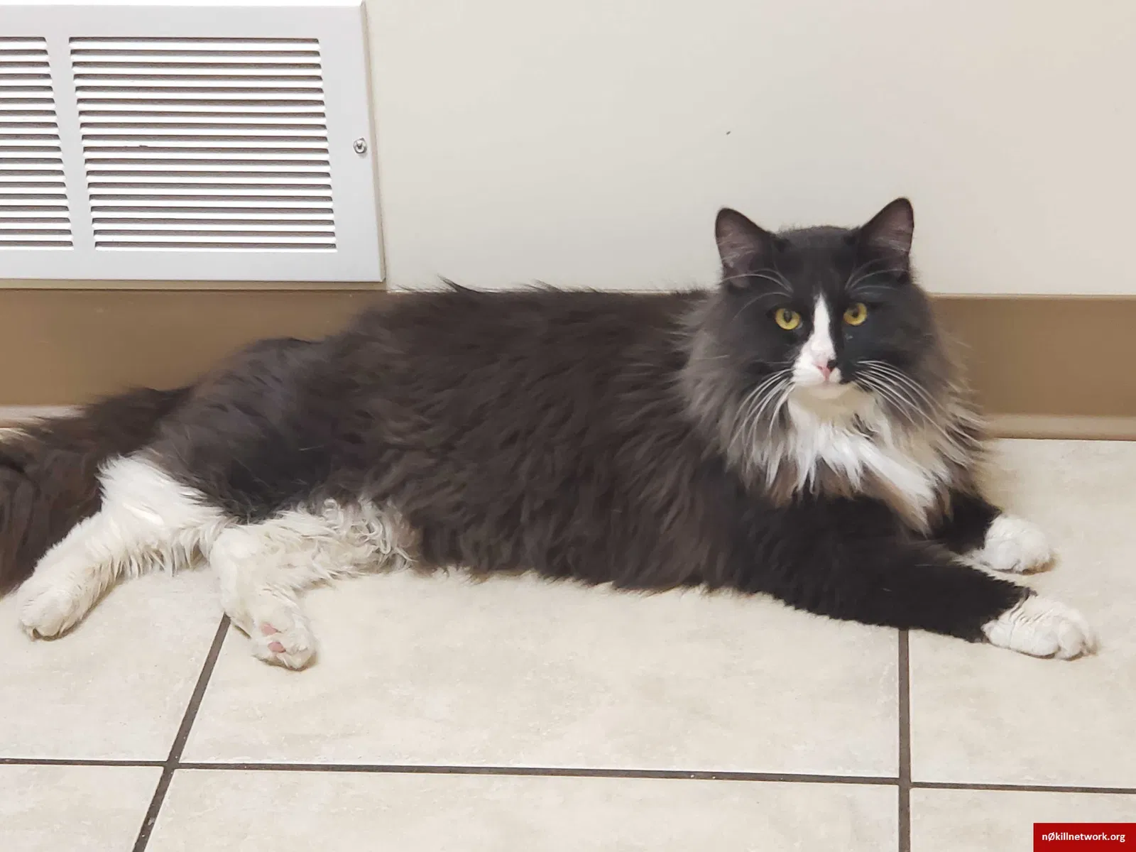Lost cat in Fulton, MO, 65251