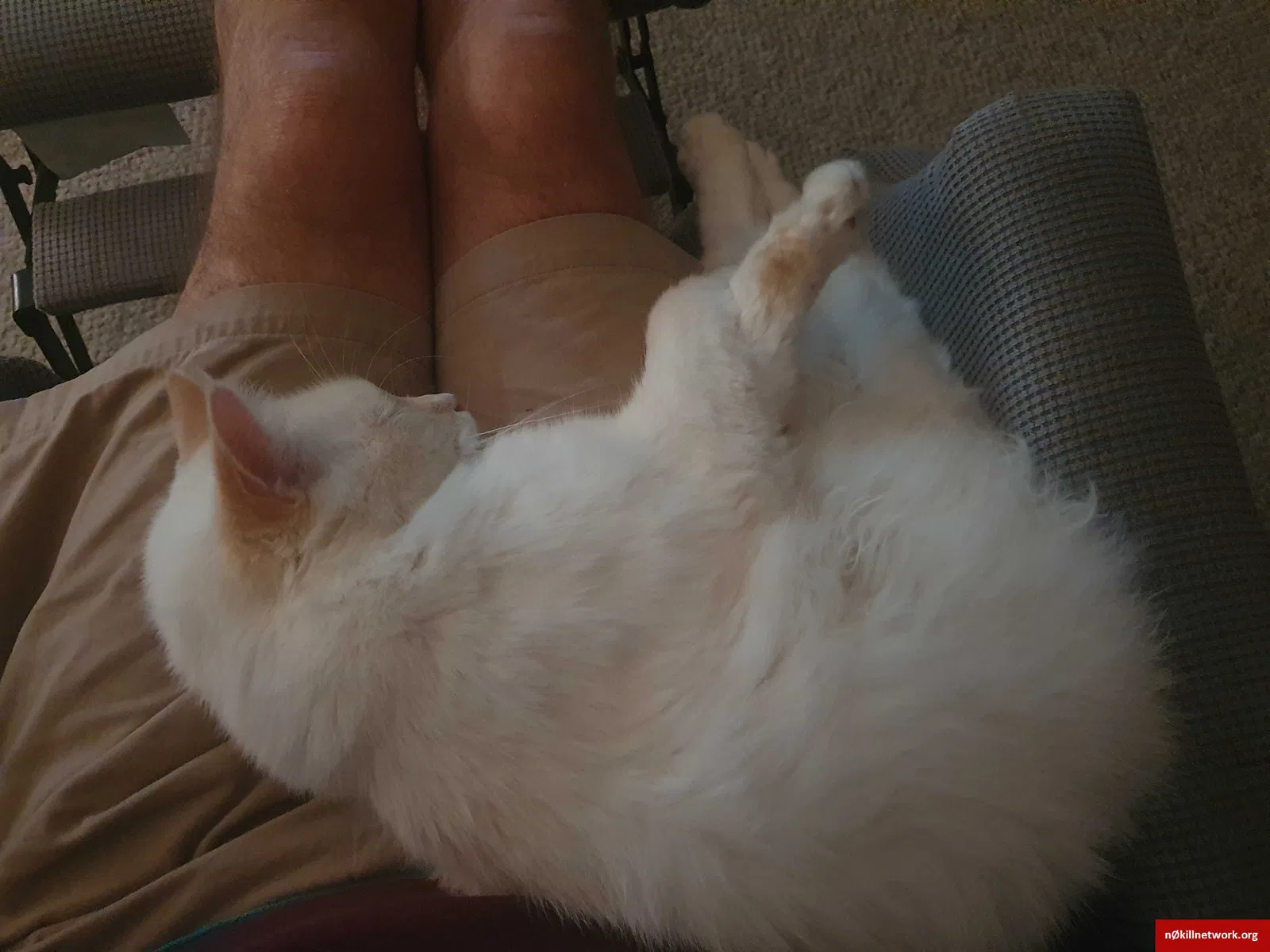 Lost cat in Syracuse, NY, 13205