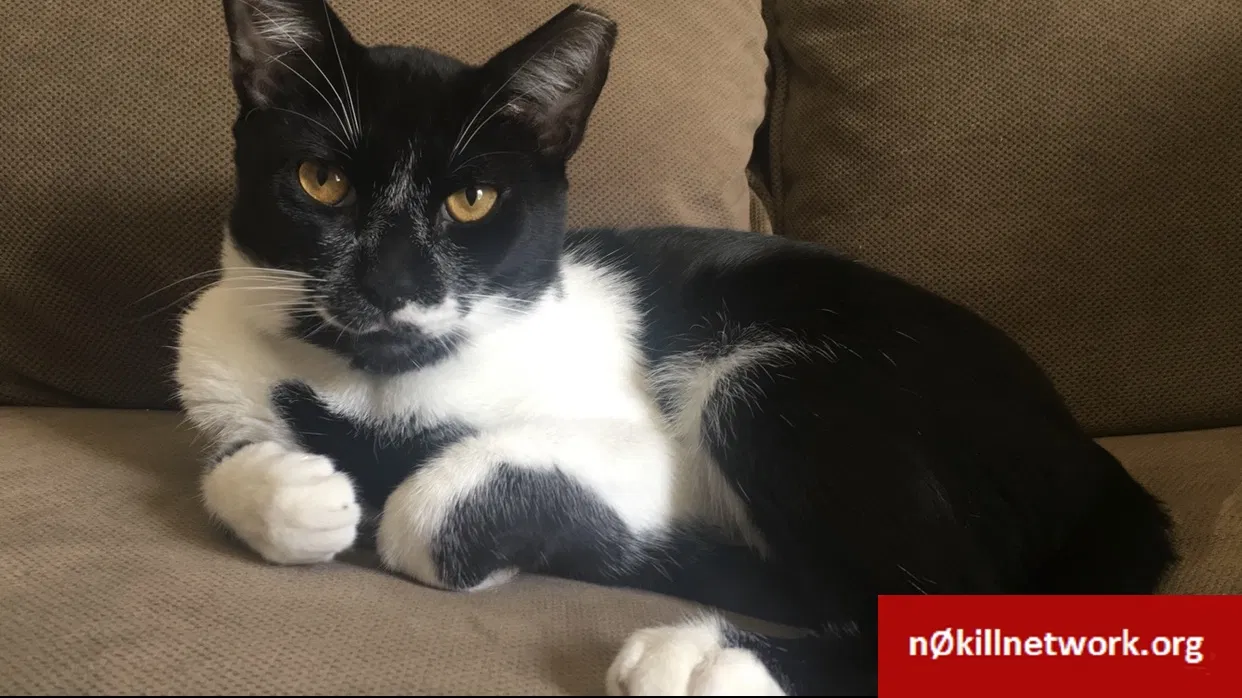 Lost cat in Charlotte, NC, 28216