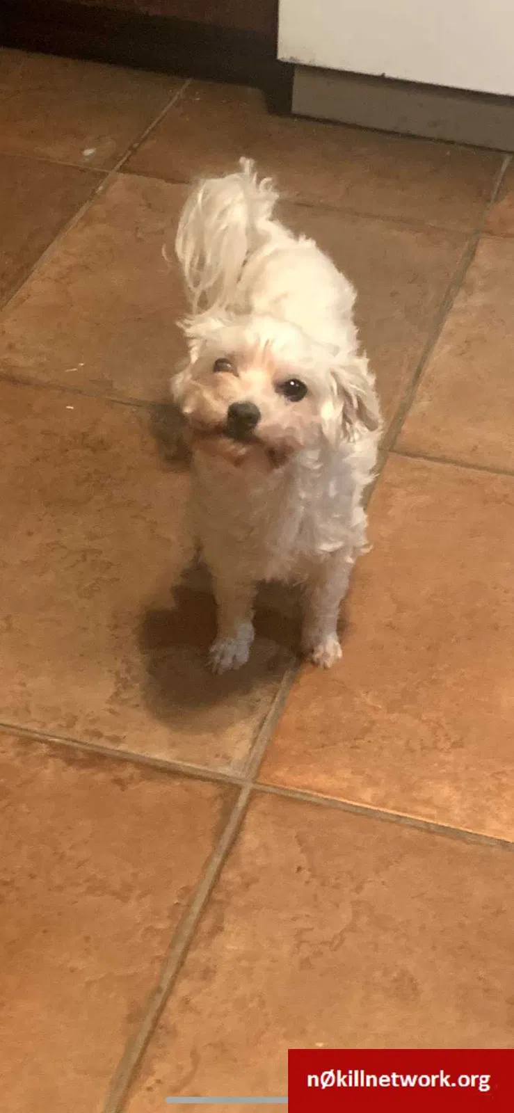 Lost dog in Sacramento, CA, 95833