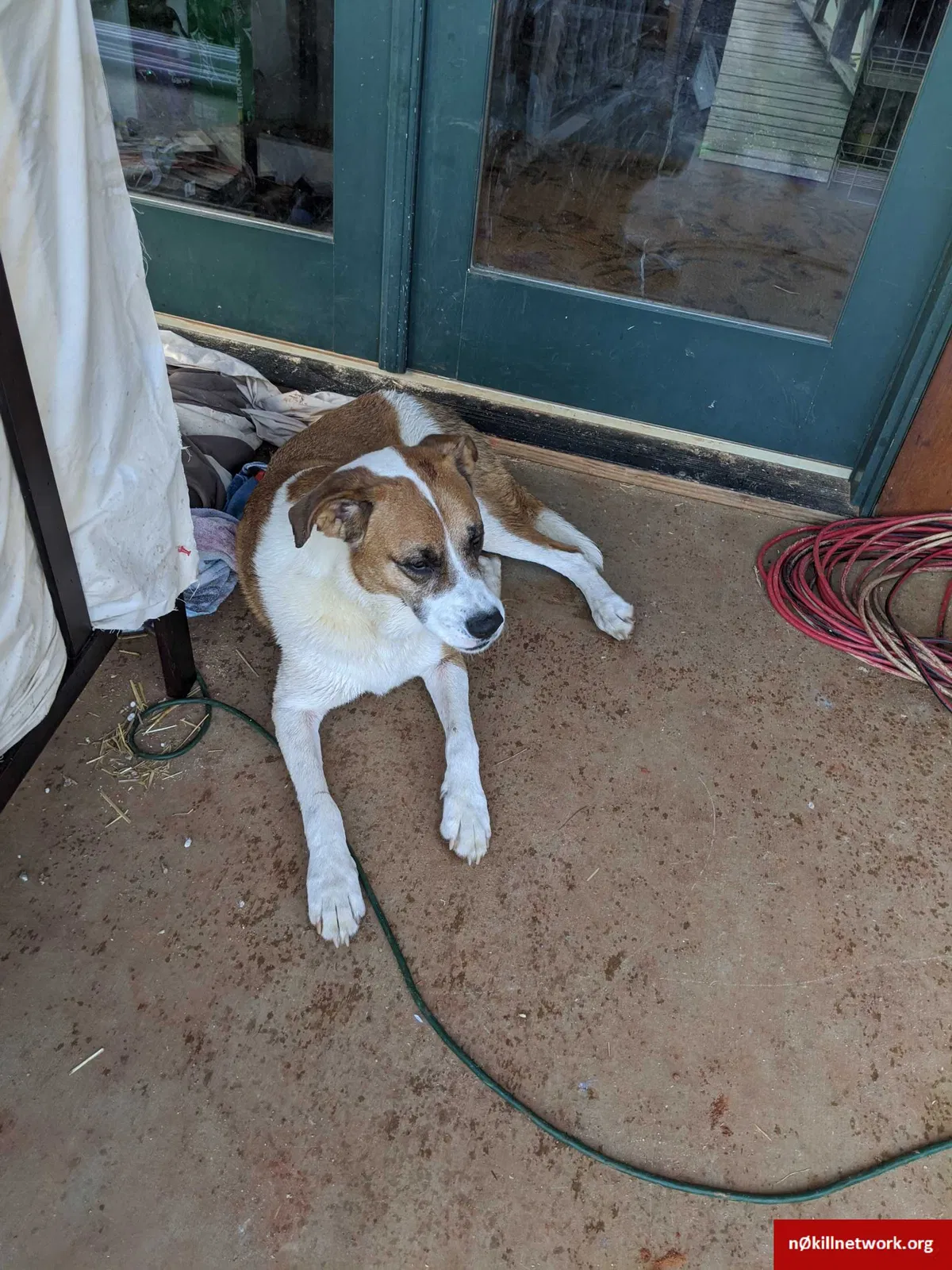 Lost dog in Ocoee, TN, 37361