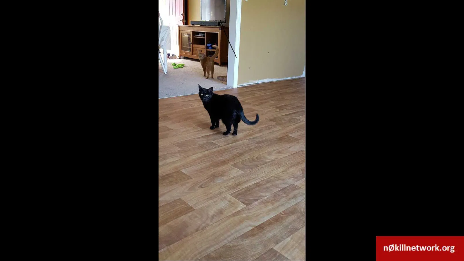 Lost cat in Batavia, OH, 45103