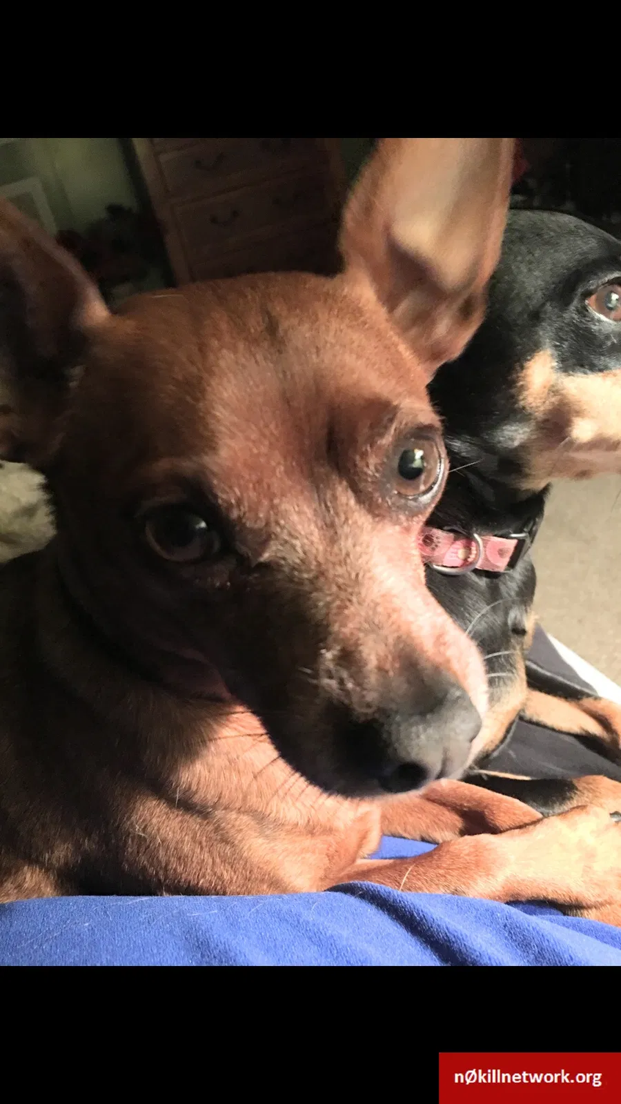 Lost dog in Inman, SC, 29349