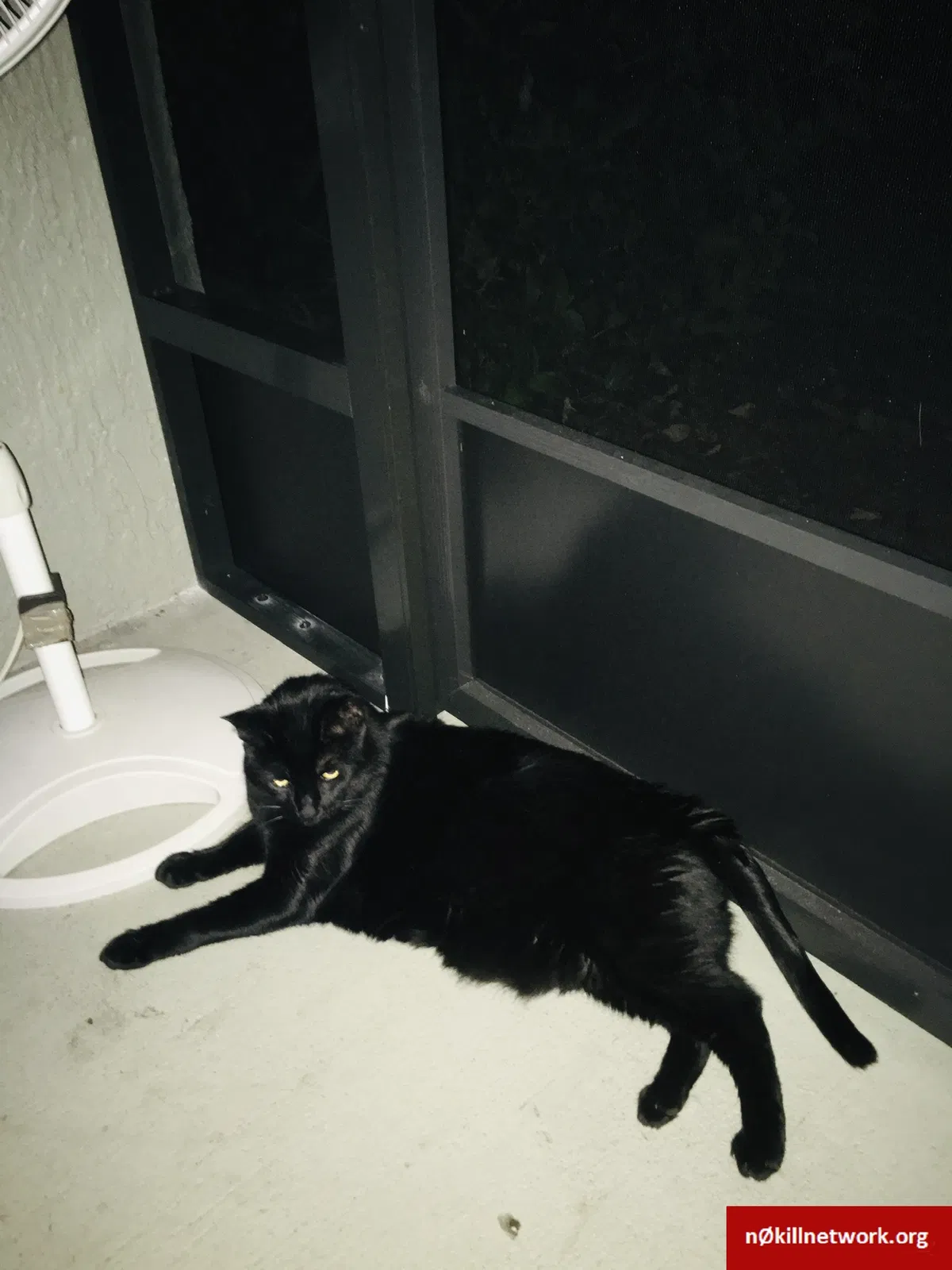Lost cat in Sorrento, FL, 32776