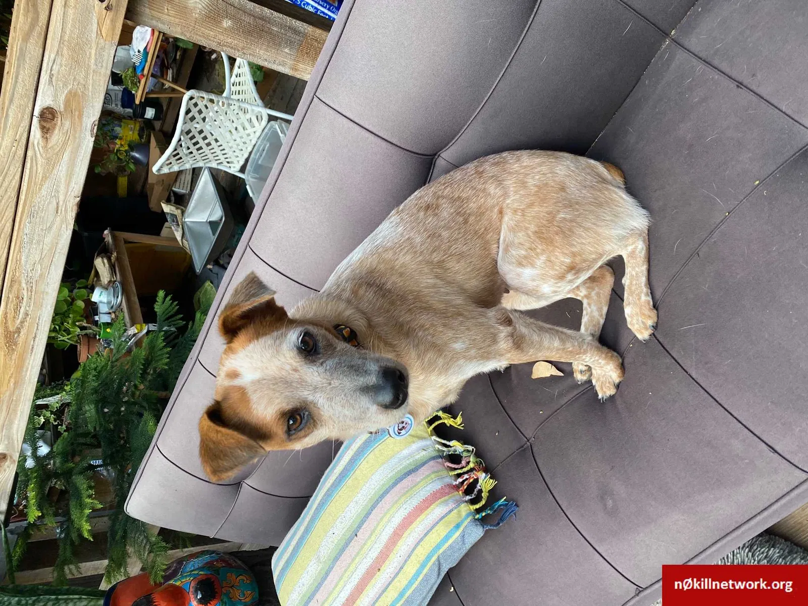 Lost dog in Palo Alto, CA, 94303