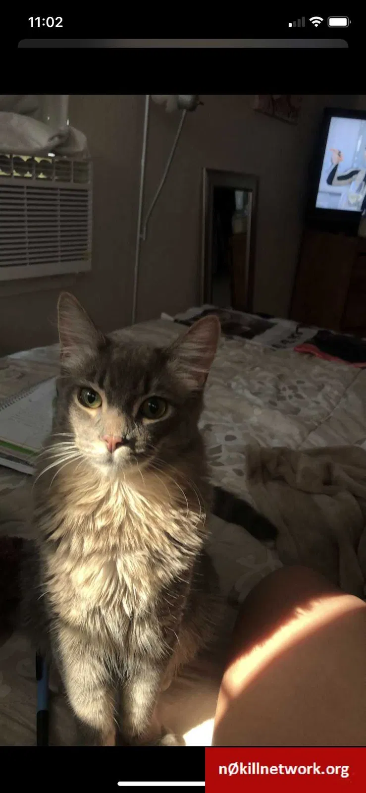 Lost cat in Tracy, CA, 95376