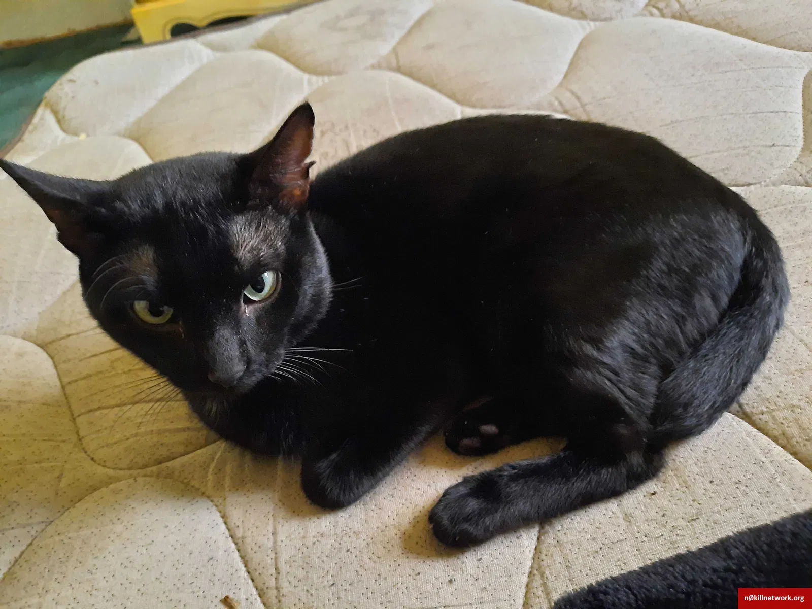Lost cat in Beckville, TX, 75631