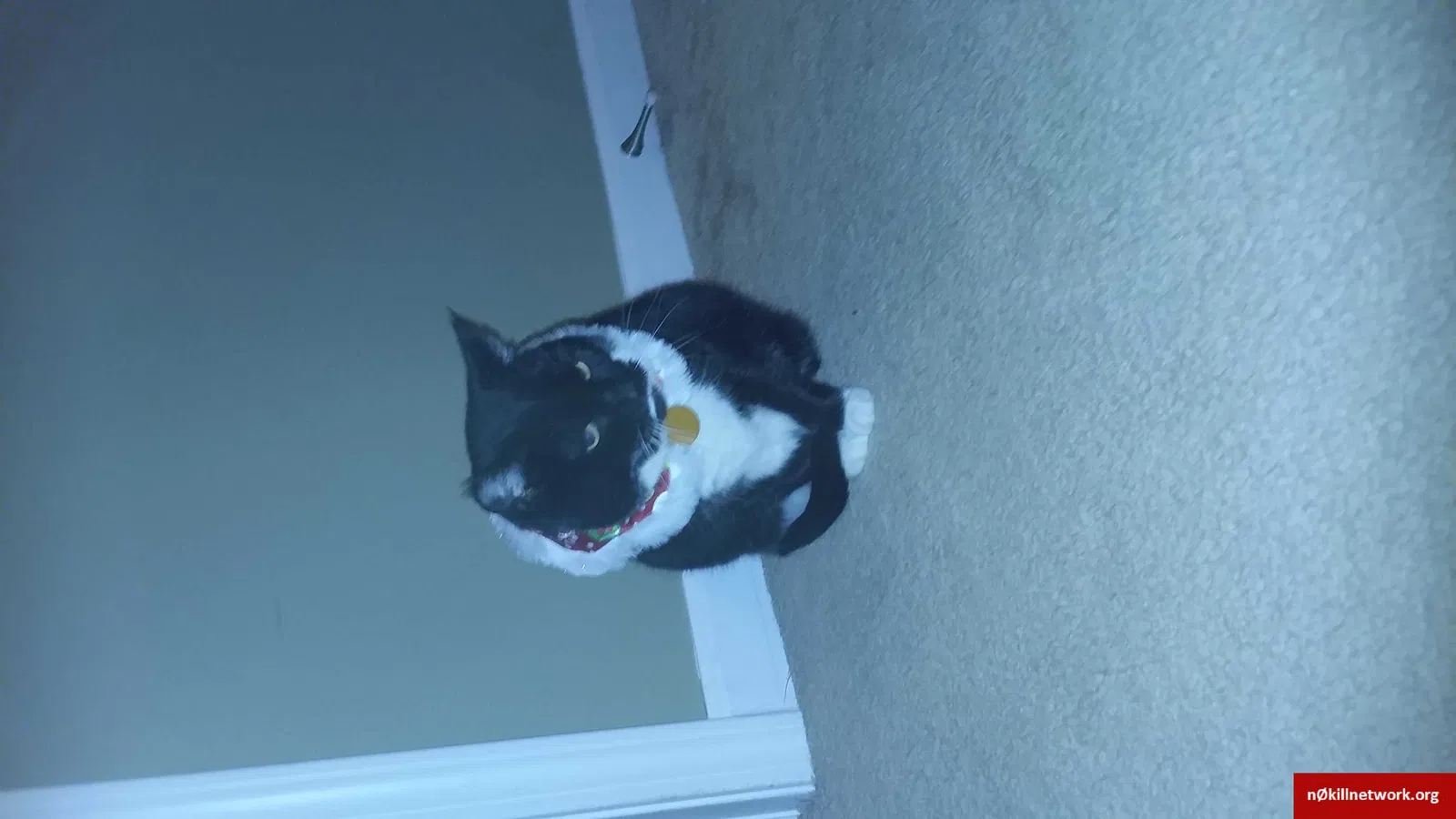 Lost cat in Grove City, OH, 43123