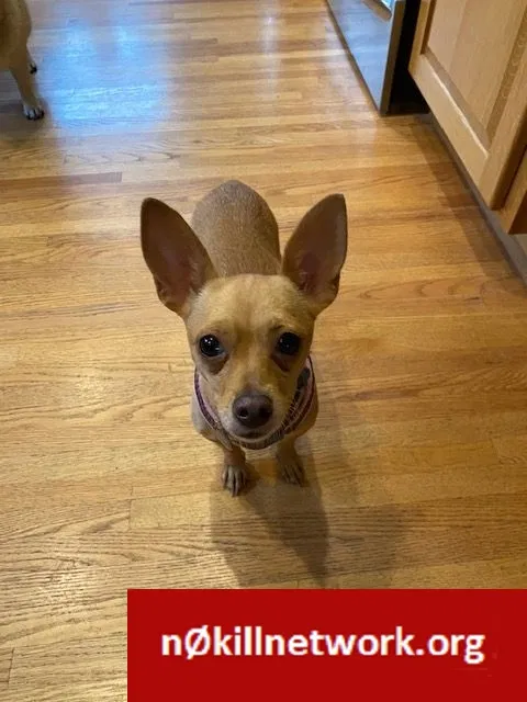 Lost dog in Cold Spring, MN, 56320