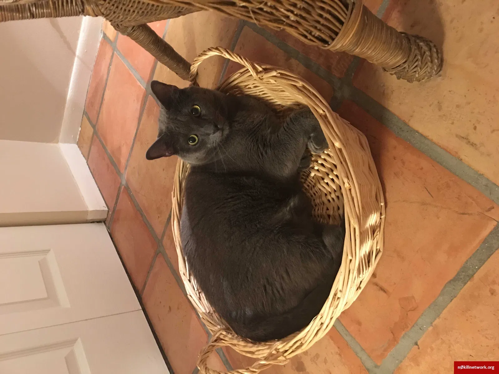Lost cat in West Palm Beach, FL, 33417