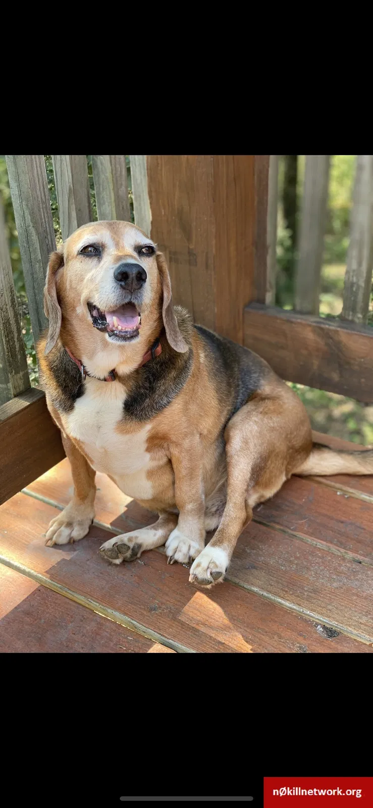 Lost dog in Rome, GA, 30165