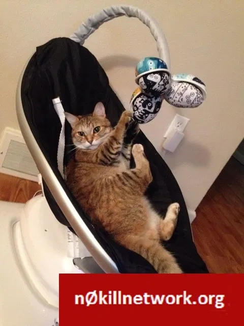 Lost cat in Saint Peters, MO, 63376