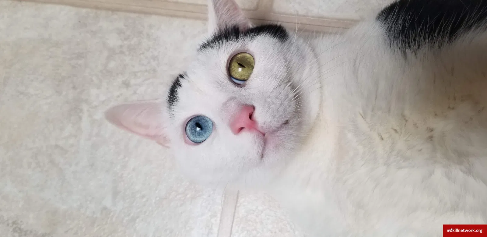 Lost cat in Battle Creek, MI, 49017