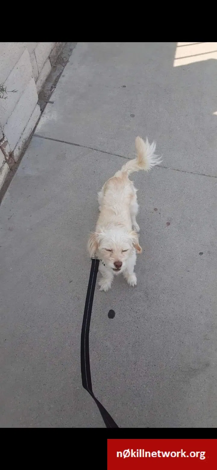 Lost dog in North Las Vegas, NV, 89030